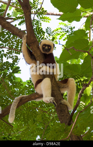 Coquerel Sifaka Lemur in den Bäumen Stockfoto