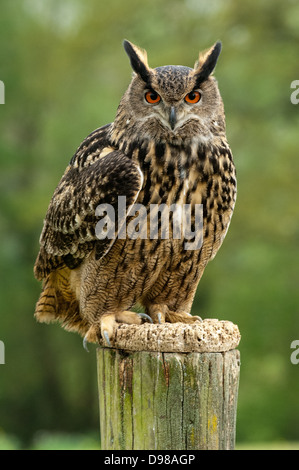 Eine eurasische Adler-Eule (Bubo Bubo) hoch oben auf einem Baumstumpf Stockfoto