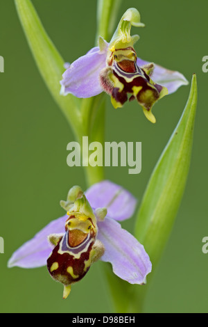 Bienenragwurz, Bienenökologie-Ragwurz, Ophrys Apifera, Biene Orchidee Stockfoto