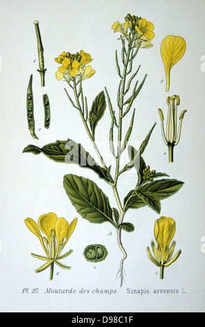 Ackersenf oder Wilder Senf (Sinapis Arvensis) einjährige Pflanze Brassica-Familie, gebürtig aus Europa. Von Amédée Masclef 'Atlas des Plantes de France' Paris, 1893. Stockfoto