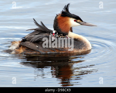 Great Crested Haubentaucher (Podiceps Cristatus) mit Haubentaucher Reiten Huckepack & gefüttert von den Eltern (mehr als 30 Bilder in Serie) Stockfoto