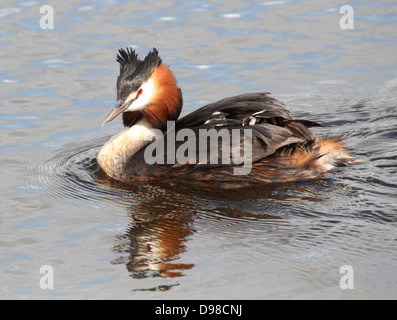 Great Crested Haubentaucher (Podiceps Cristatus) mit Haubentaucher Reiten Huckepack & gefüttert von den Eltern (mehr als 30 Bilder in Serie) Stockfoto