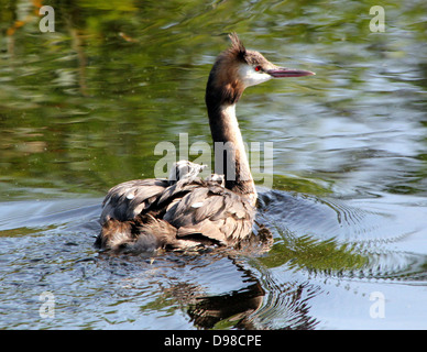 Great Crested Haubentaucher (Podiceps Cristatus) mit Haubentaucher Reiten Huckepack & gefüttert von den Eltern (mehr als 30 Bilder in Serie) Stockfoto