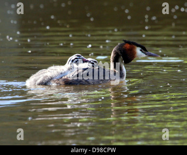 Great Crested Haubentaucher (Podiceps Cristatus) mit Haubentaucher Reiten Huckepack & gefüttert von den Eltern (mehr als 30 Bilder in Serie) Stockfoto