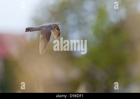 Eurasische Kuckuck, Kuckuck, gemeinsame Kuckuck, Kuckuck, Cuculus Canorus, Coucou Gris, Cuco Europeo, Cuco Común Stockfoto