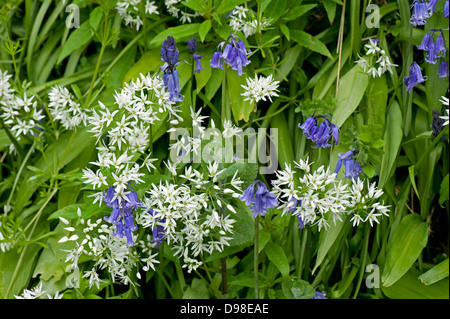 Bärlauch, Allium Ursinum, weiße Blüte mit Glockenblumen, Hyacinthoides SP., im Frühjahr Stockfoto