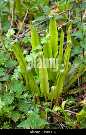 Harts Zunge Farn, Asplenium Scolopendrium, mit Blättern im Frühjahr unfurling Stockfoto