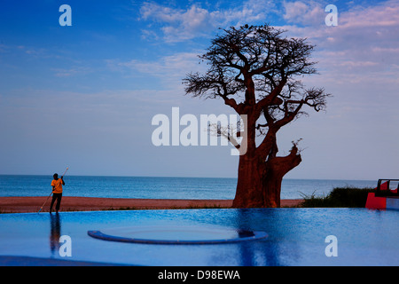 Baobab-Baum am Strand vor dem Hotelpool, Saloum Delta Nationalpark Stockfoto