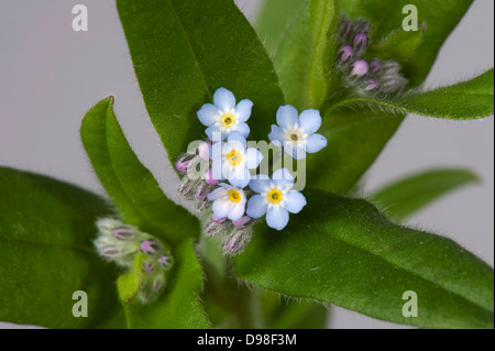 Wild Vergiss mich nicht, Myosotis Arvensis, blaue Blüten mit gelben und weißen Zentren, Blütenknospen und der oberen Blätter Stockfoto