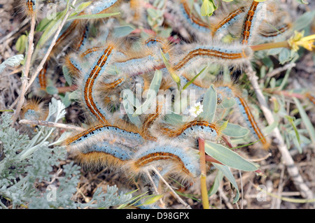 Boden Lackey (Malacosoma Castrensis L.) Krim, Ukraine, Osteuropa Stockfoto