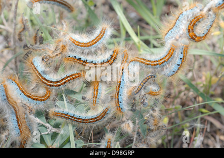 Boden Lackey (Malacosoma Castrensis L.) Krim, Ukraine, Osteuropa Stockfoto