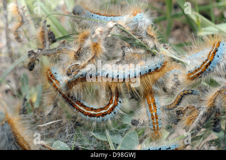 Boden Lackey (Malacosoma Castrensis L.) Krim, Ukraine, Osteuropa Stockfoto