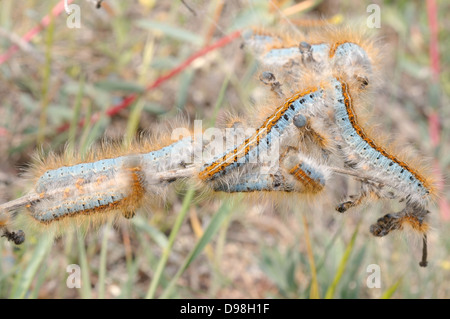 Boden Lackey (Malacosoma Castrensis L.) Krim, Ukraine, Osteuropa Stockfoto