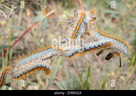 Boden Lackey (Malacosoma Castrensis L.) Krim, Ukraine, Osteuropa Stockfoto