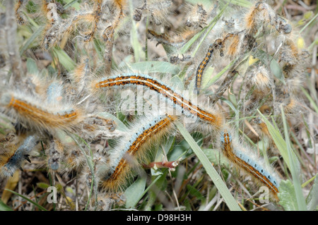 Boden Lackey (Malacosoma Castrensis L.) Krim, Ukraine, Osteuropa Stockfoto