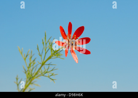 Sommer Fasan-Augen (Adonis Aestrivalis) Krim, Ukraine, Osteuropa Stockfoto