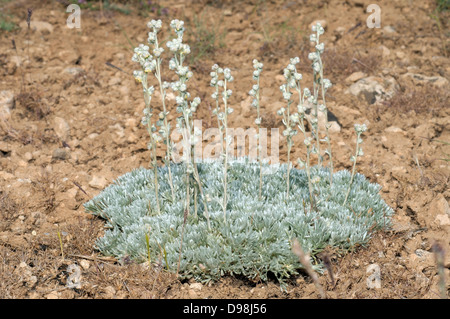 Wermut (Artemisia sp) Krim, Ukraine, Osteuropa Stockfoto