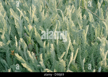 Wermut (Artemisia sp) Krim, Ukraine, Osteuropa Stockfoto