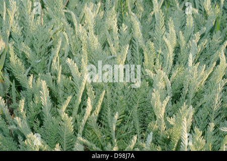 Wermut (Artemisia sp) Krim, Ukraine, Osteuropa Stockfoto