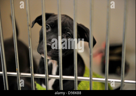 Ein Hund Zuhause Cardiff Hunde, die Überbelegung nach Weihnachten konfrontiert. Stockfoto