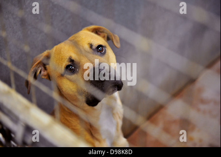 Ein Hund Zuhause Cardiff Hunde, die Überbelegung nach Weihnachten konfrontiert. Stockfoto