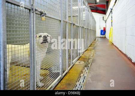 Ein Hund Zuhause Cardiff Hunde, die Überbelegung nach Weihnachten konfrontiert. Stockfoto