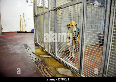 Ein Hund Zuhause Cardiff Hunde, die Überbelegung nach Weihnachten konfrontiert. Stockfoto