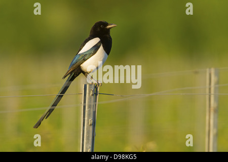 Elster, schwarz-billed Magpie, Elster, Pica Pica, Pie Bavarde, Urraca Stockfoto