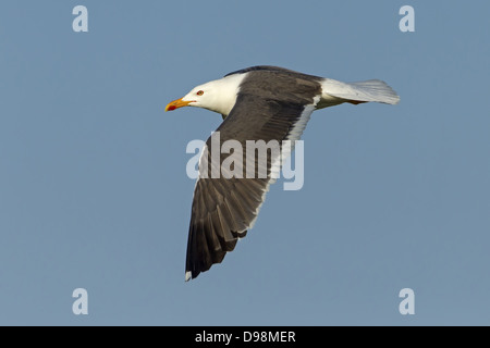 Geringerem Black-backed Gull Larus Fuscus, Heringsmöwe, Heringsmoewe Stockfoto