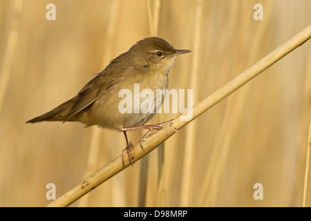 Savi Grasmücke, Locustella Luscinioides, Rohrschwirl, Locustelle luscinioïde Stockfoto