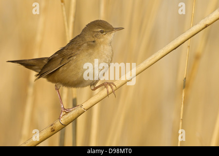 Savi Grasmücke, Locustella Luscinioides, Rohrschwirl, Locustelle luscinioïde Stockfoto