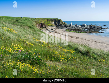 Thurlestone, Devon, England. 3. Juni 2013.  Ein Blick auf den Strand und Golfplatz und Klippen, Strand und Felsen am Thurlestone. Stockfoto