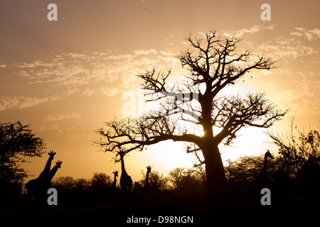 Giraffen im Reservat Bandia, einem privaten Spiel reservieren 65 Kilometer von Dakar in der Nähe von Sally und Mbour, Senegal, Afrika Stockfoto