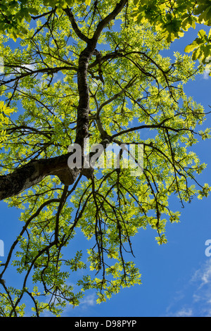BLÄTTER DER ASCHE BAUM IM FRÜHJAHR [FRAXINUS EXCELSIOR] Stockfoto