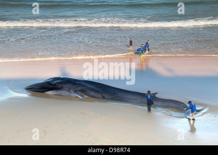 Ein Finnwal gestrandet in San Sebastian im Baskenland. Stockfoto