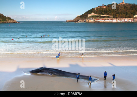 Ein Finnwal gestrandet in San Sebastian im Baskenland. Stockfoto