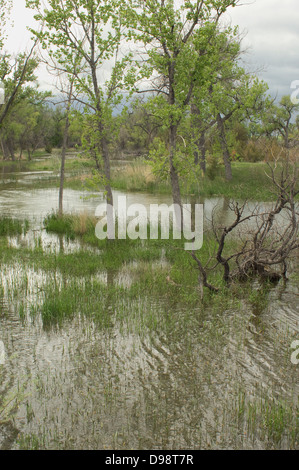 North Platte River über die Ufer entlang der Route des Oregon und Mormone Trails, Nebraska. Digitale Fotografie Stockfoto