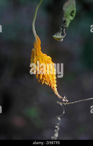 Bitter Melone, Momordica Charantia am Werk Stockfoto