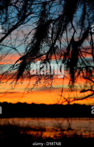 Spanish Moss hängen Äste in einem farbenfrohen Sonnenuntergang von Lake Houston. Texas, USA. Stockfoto