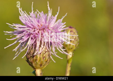 Am frühen Morgen Tau bedeckt Kanada Distel Blume (Cirsium Arvense) weich warm farbiges Licht Stockfoto