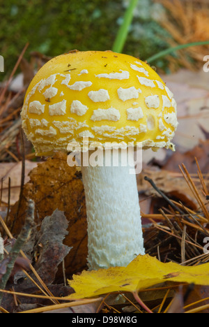 Einen einzigen großen gelben Fliegenpilz (Amanita Muscaria) Pilz unter den Blättern und Nadeln Stockfoto