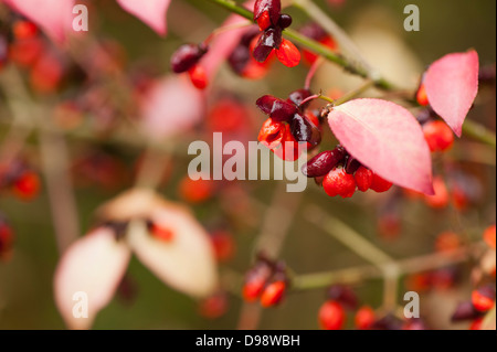 Euonymus Alatus, Winged Spindel Baum im Herbst Stockfoto