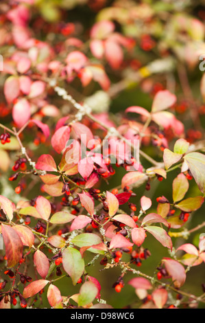 Euonymus Alatus, Winged Spindel Baum im Herbst Stockfoto