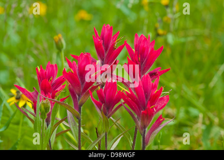 Nahaufnahme von mehreren Red Indian Paintbrush (Castilleja Miniata) in einer Almwiese unter Mt Edith Cavell im Jasper National Park Stockfoto