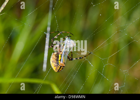 Eine Spinne schwarz und gelb Wespenspinne (Argiope Aurantia) auf einem Tau bedeckt Web wickelte eine Fliege in Seide Stockfoto