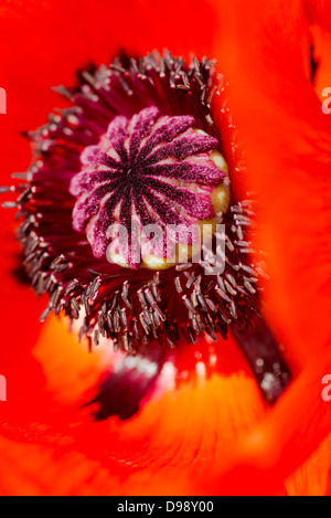 Rote orientalische Mohn (Papaver Orientalis) Saatgut Kopf Stockfoto