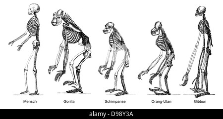 Vergleich der Skelette von Menschen und Affen, Anatomie, Entwicklung der Menschheit, die Beziehung zwischen Mensch und Affe, Stockfoto