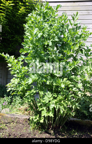 Liebstöckel, Levisticum Officianale, Küchenkraut im Mittelmeerraum wächst in einem irischen Garten heimisch Stockfoto