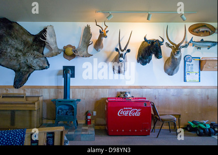 Eureka Lodge, Roadhouse und Restaurant in Familienbesitz.  Big Game Sammlung von weltweit Jagden. Stockfoto