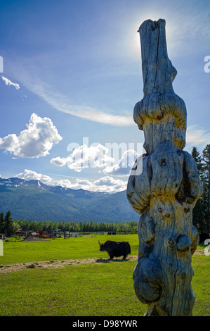 Kreis F Ranch, Tibetan Yak Farm, Edgartown Autobahn, untere Tonsina; Alaska, USA Stockfoto